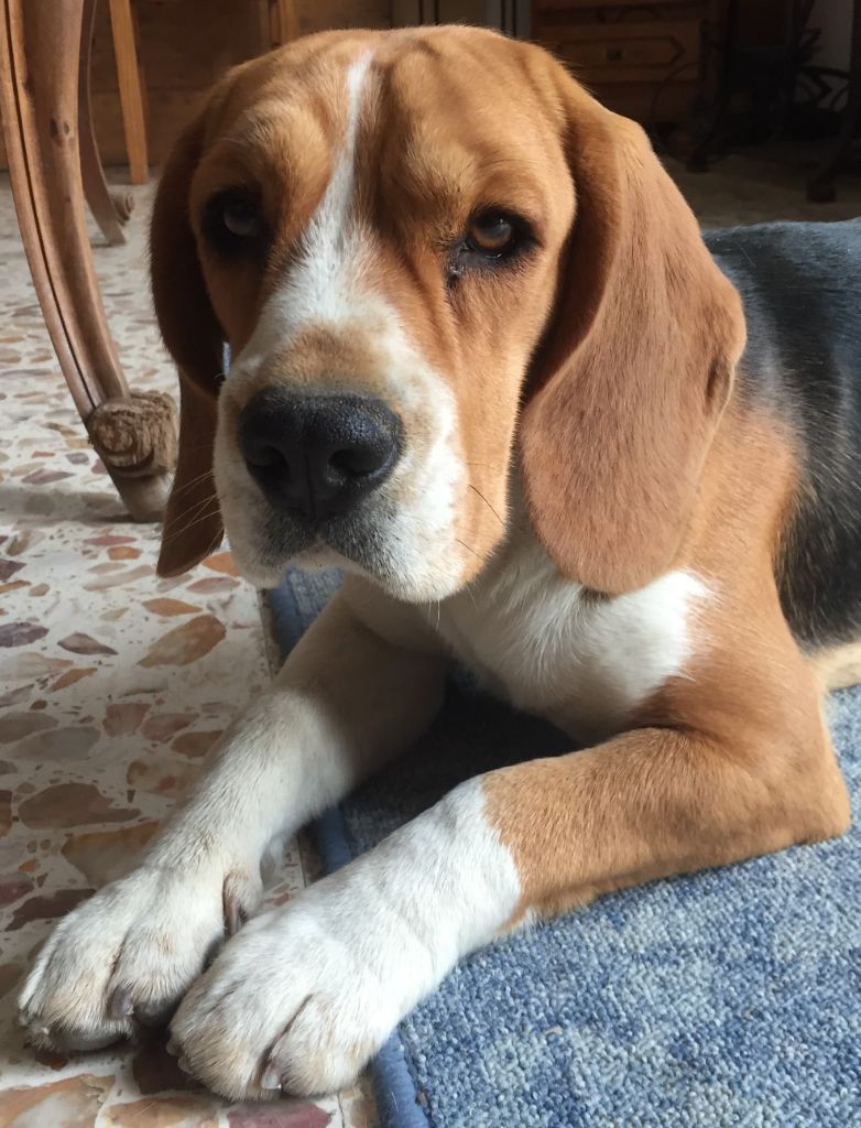 Okhra des vallees d argoat - 150 EXT