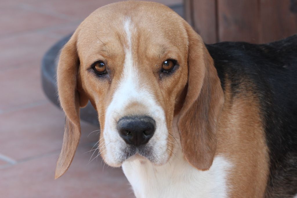 Okhra des vallees d argoat - 135 TB