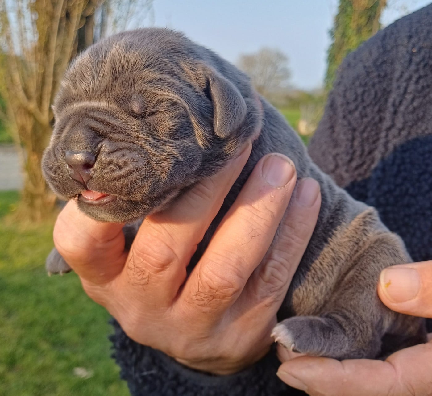 Cane Corso - des Abysses de Némésis