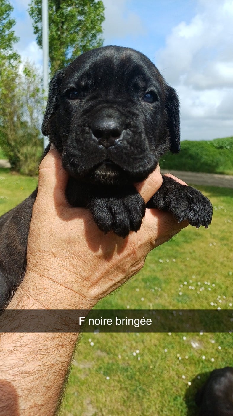 Cane Corso - des Abysses de Némésis
