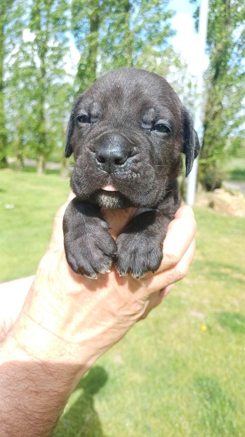 Collier violet - Cane Corso