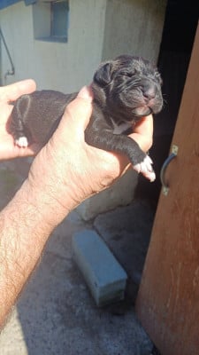 Collier rouge - Cane Corso