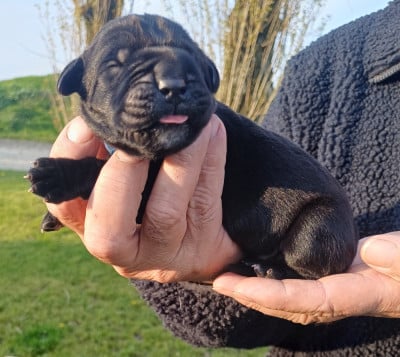 Les chiots de Cane Corso