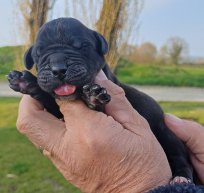 Les chiots de Cane Corso