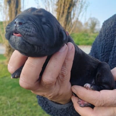 Les chiots de Cane Corso