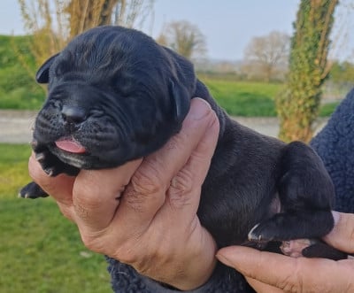 Les chiots de Cane Corso