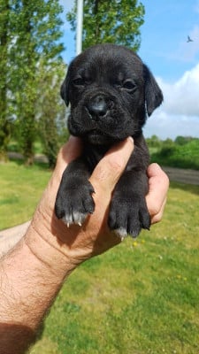 Les chiots de Cane Corso