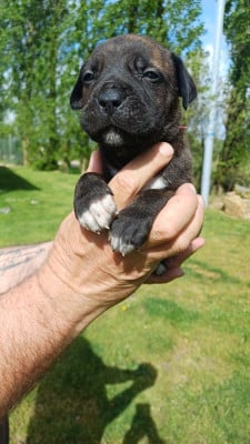 Les chiots de Cane Corso