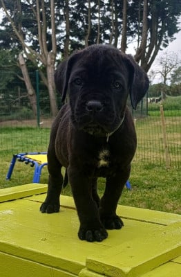 Les chiots de Cane Corso