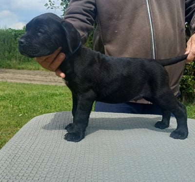 Les chiots de Cane Corso