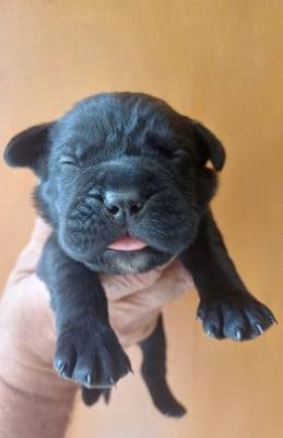 Les chiots de Cane Corso