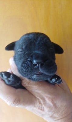Les chiots de Cane Corso