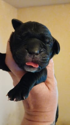 Les chiots de Cane Corso