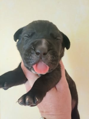 Les chiots de Cane Corso