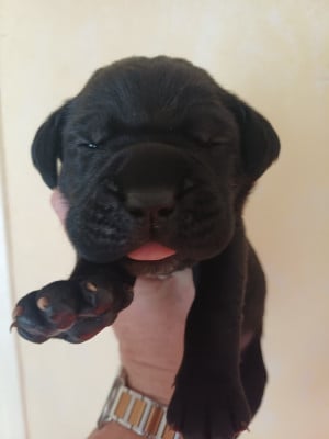 Les chiots de Cane Corso