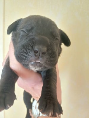 Les chiots de Cane Corso