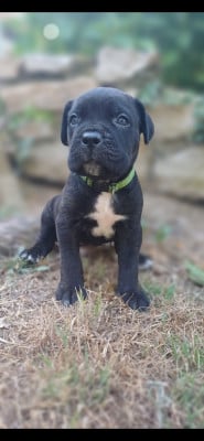 Les chiots de Cane Corso