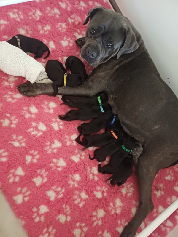 Cane Corso - des Abysses de Némésis