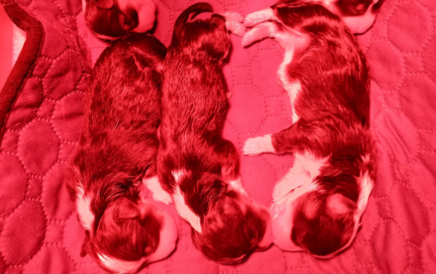 Chiot Welsh Corgi Pembroke