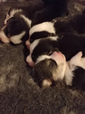 Les chiots de Welsh Corgi Pembroke