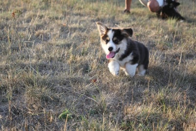 Les chiots de Welsh Corgi Pembroke