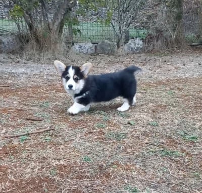 Les chiots de Welsh Corgi Pembroke