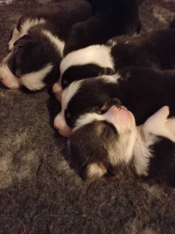 Welsh Corgi Pembroke - du clan des chaumes