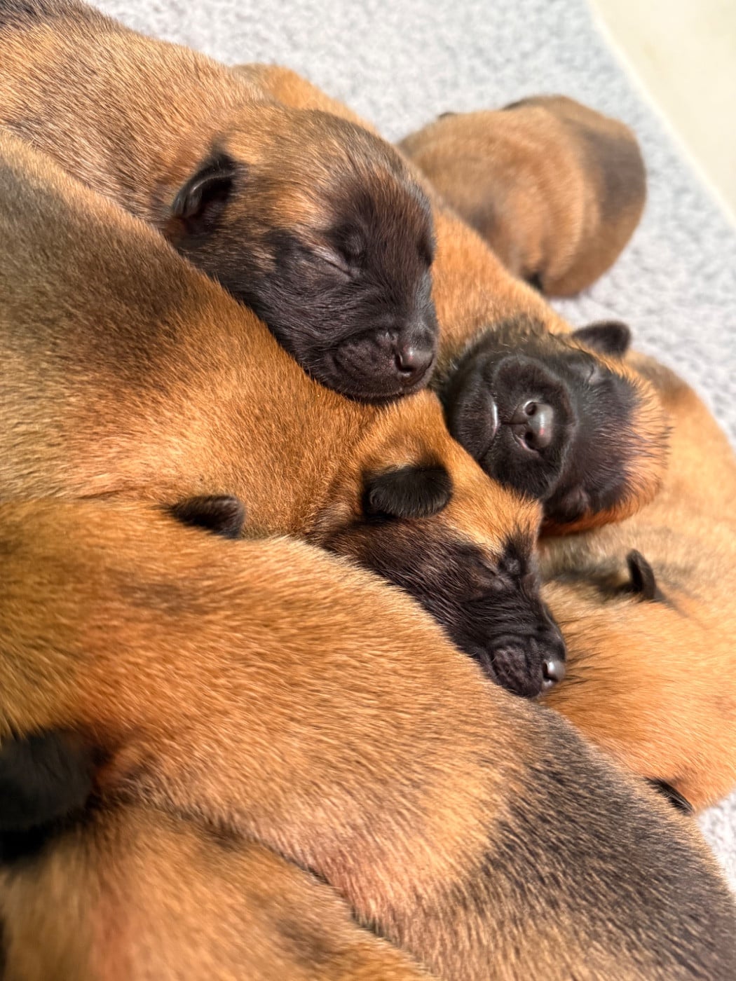 CHIOT 1 - Berger Belge