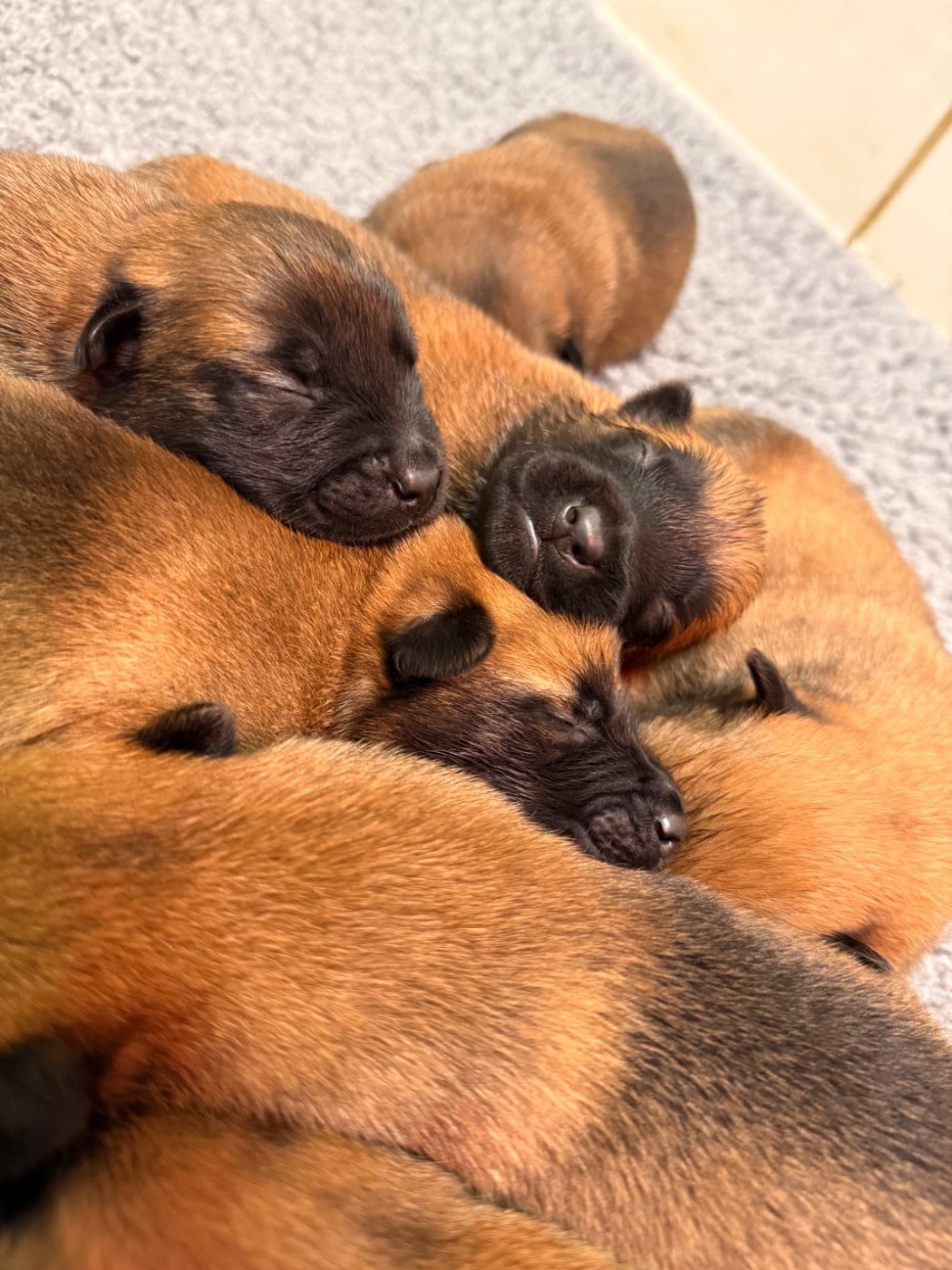 CHIOT 4 - Berger Belge