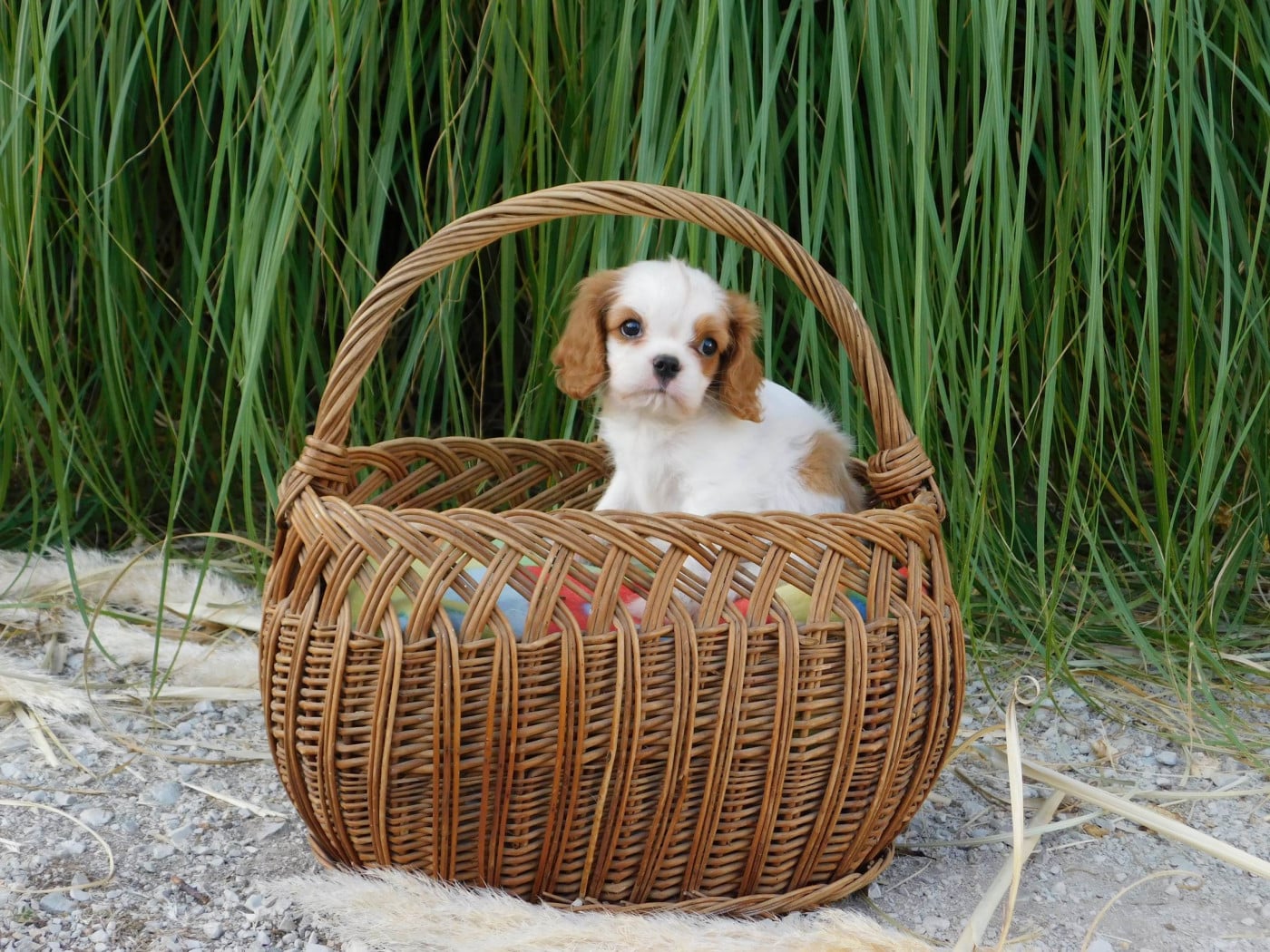 Chiot Cavalier King Charles Spaniel