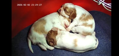 CHIOT 3 - Cavalier King Charles Spaniel