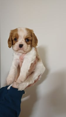 Les chiots de Cavalier King Charles Spaniel