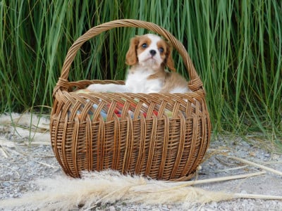 BUZZ - Cavalier King Charles Spaniel
