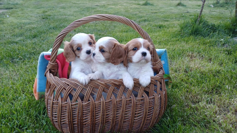 Cavalier King Charles Spaniel - (Sans Affixe)