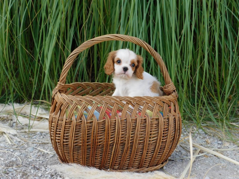 Cavalier King Charles Spaniel - (Sans Affixe)
