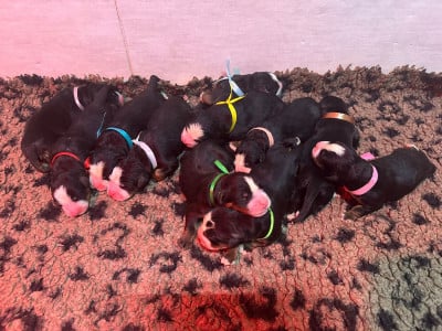 Les chiots de Bouvier Bernois