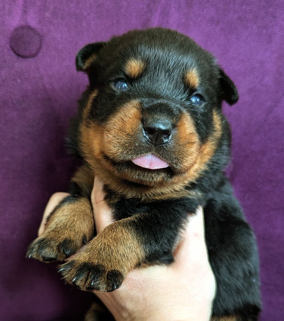 Femelle violette - Rottweiler