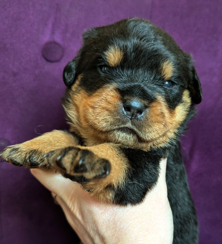 Femelle jaune - Rottweiler