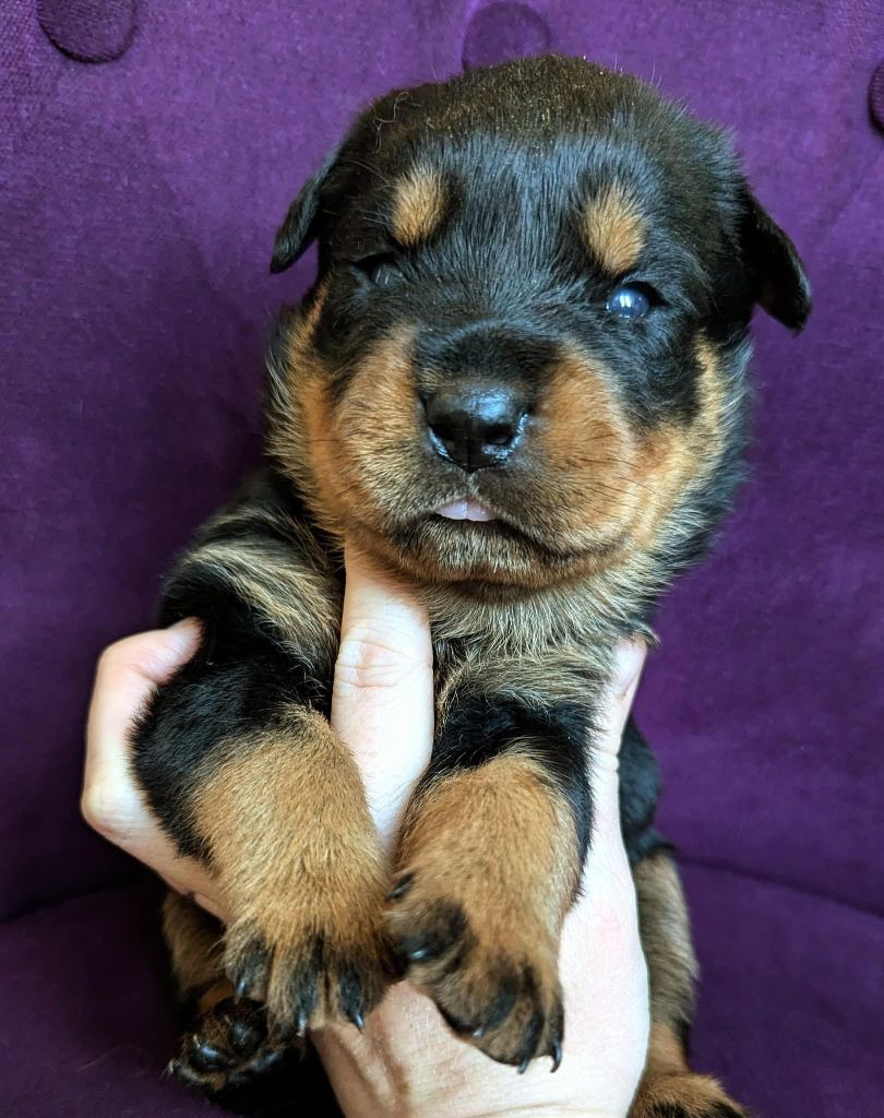 Femelle orange - Rottweiler
