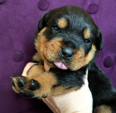 Les chiots de Rottweiler