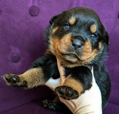 Les chiots de Rottweiler