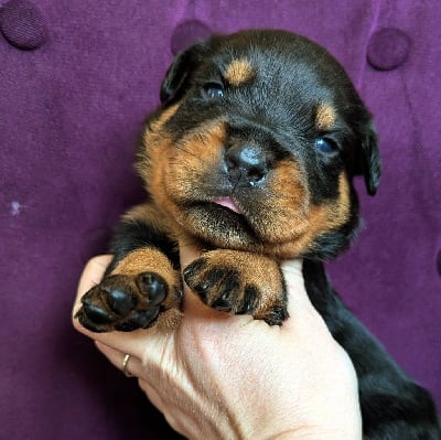 Les chiots de Rottweiler