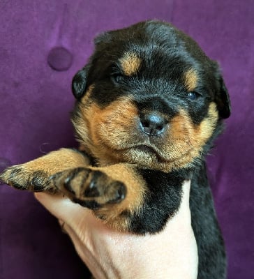 Les chiots de Rottweiler