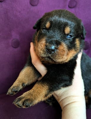 Les chiots de Rottweiler
