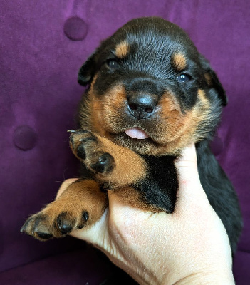 Les chiots de Rottweiler