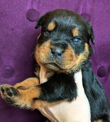 Les chiots de Rottweiler