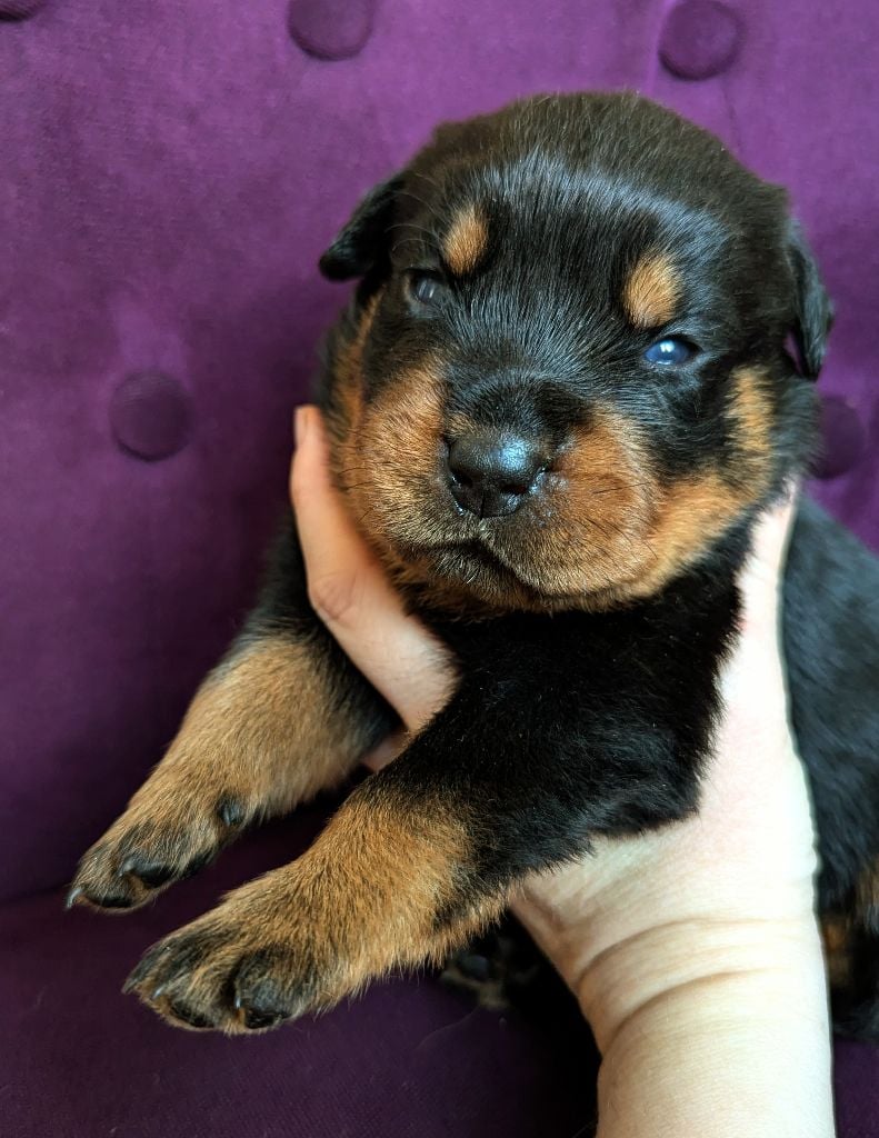 Mâle bleu clair - Rottweiler