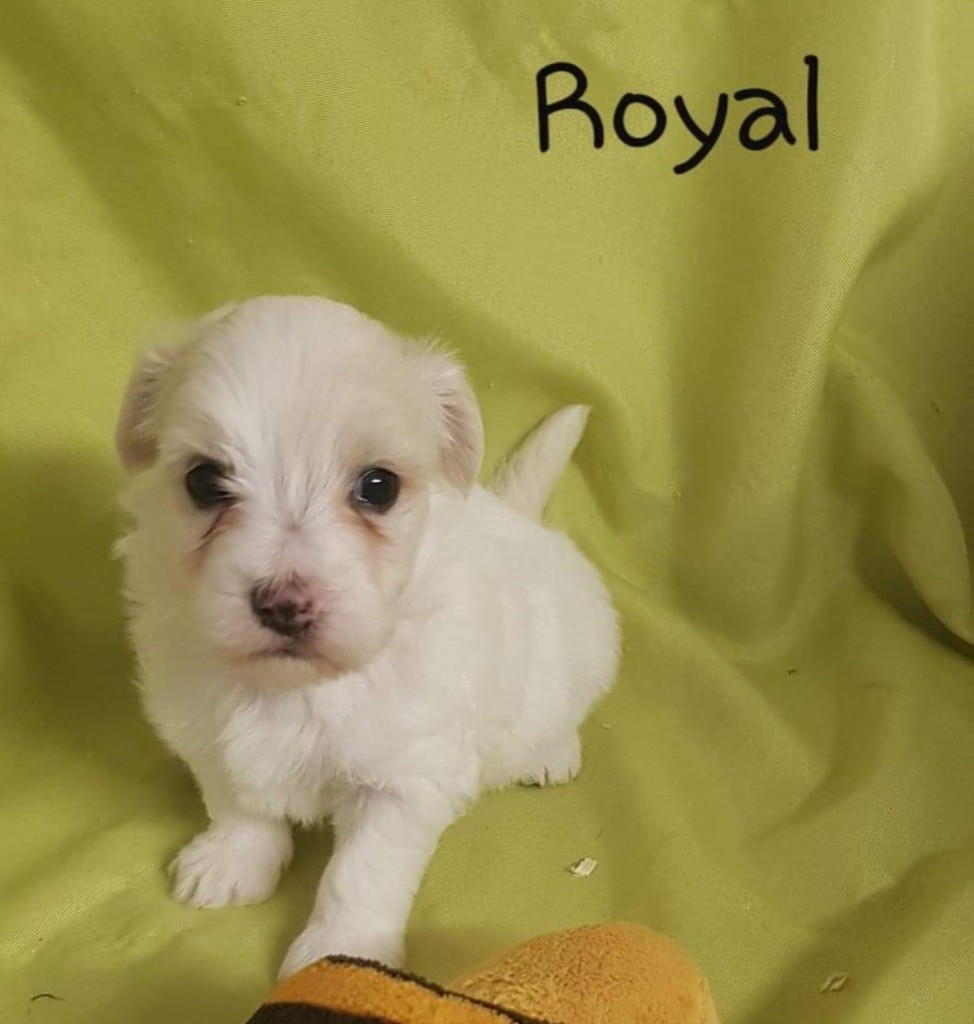 ROYAL - Coton de Tulear