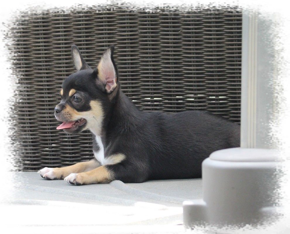 Publication : Star Pyla