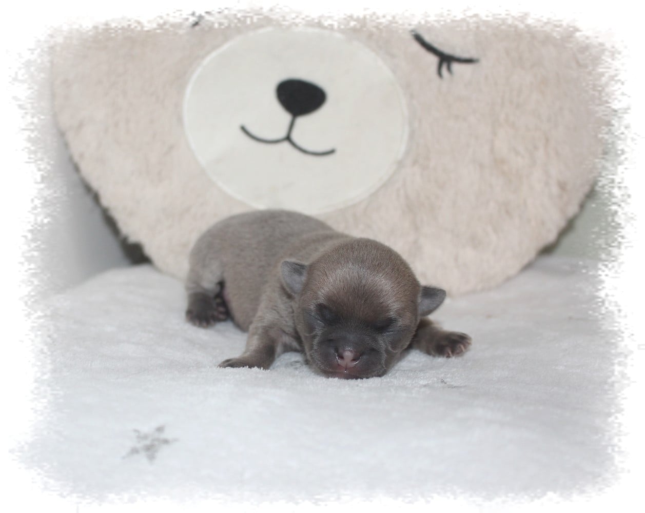 Chihuahua - Star Pyla